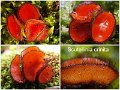Scutellinia crinita-amf1415-1